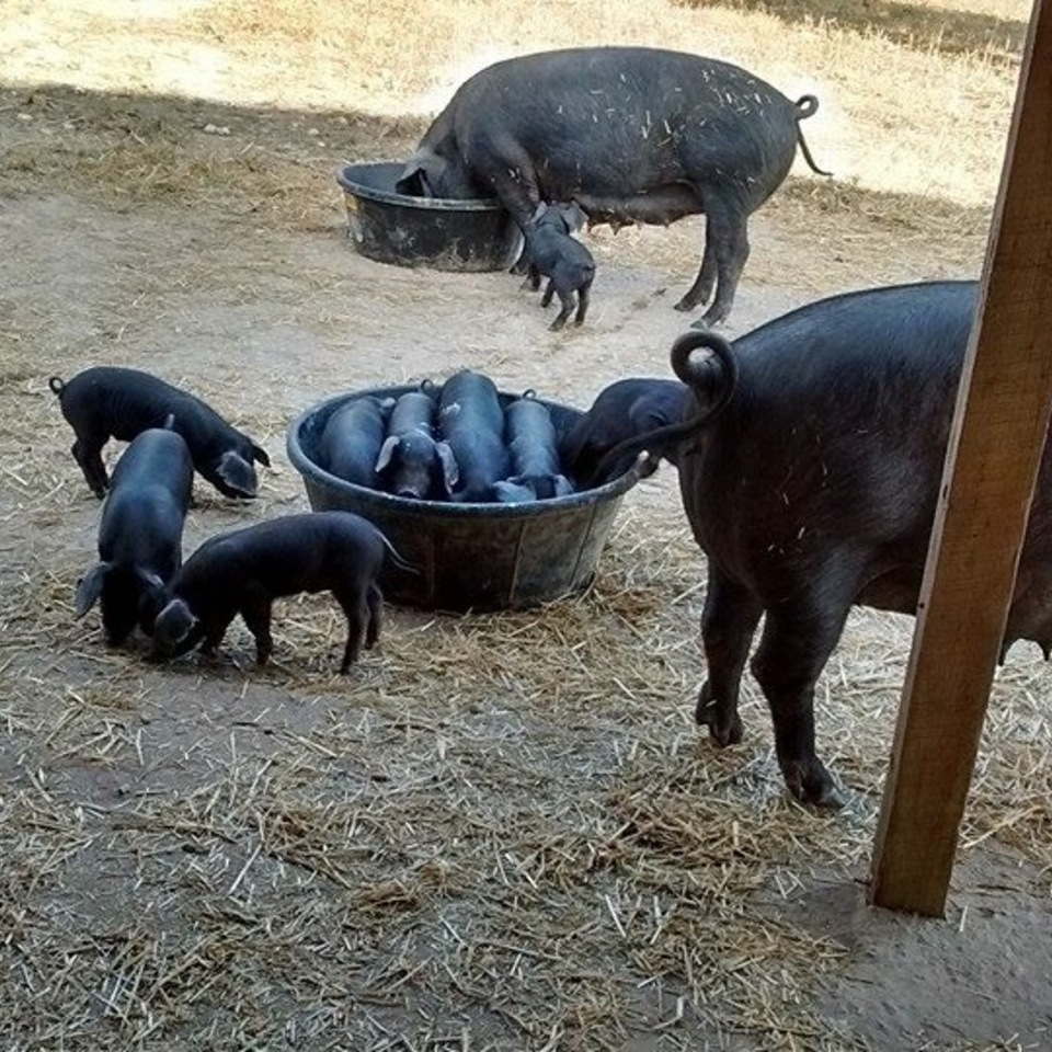 Gemstone Farm Raising Heritage Large Black Pigs