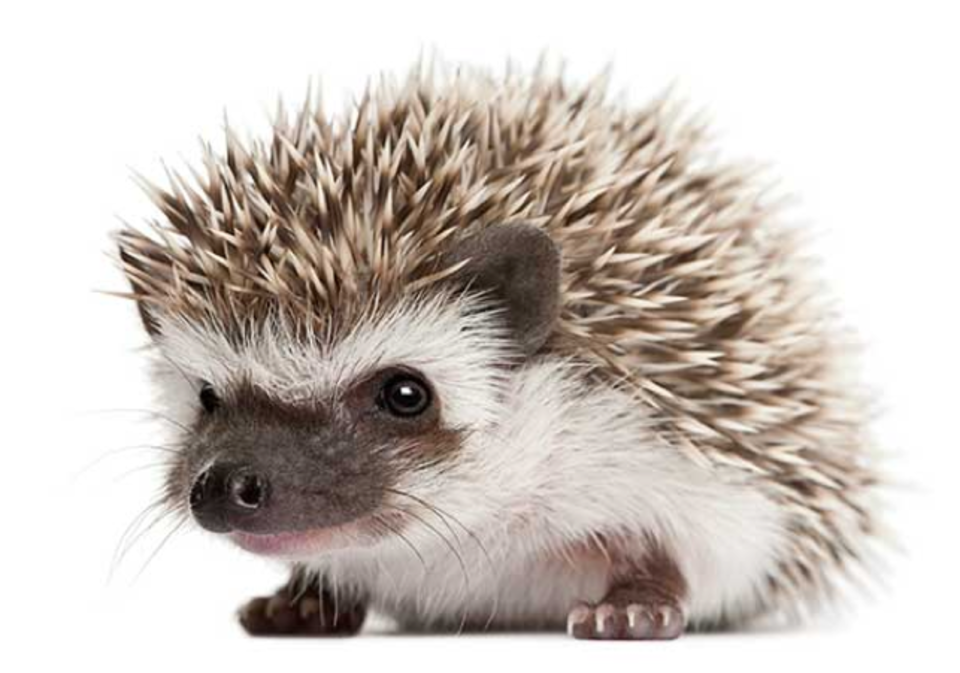 Owning A Hedgehog