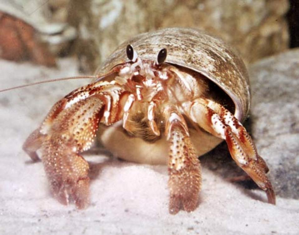 Can Hermit Crabs Live In Fresh Water 43