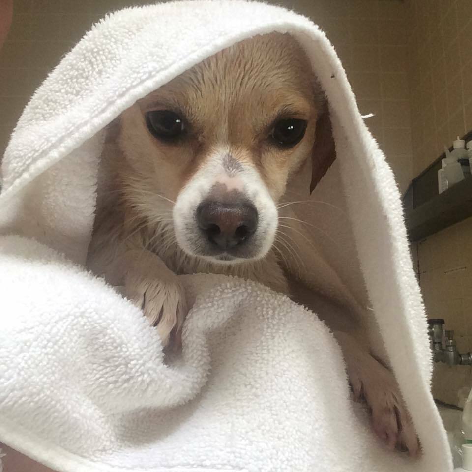 Why Choose San Rafael Animal Hospital