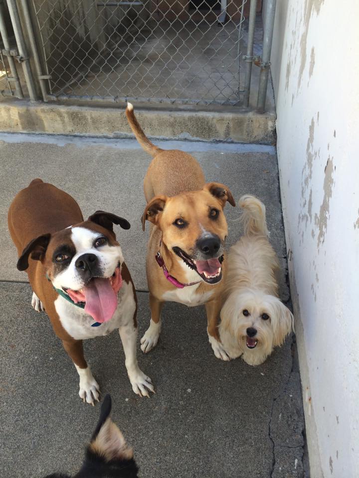 Pet Boarding and Doggy Daycare