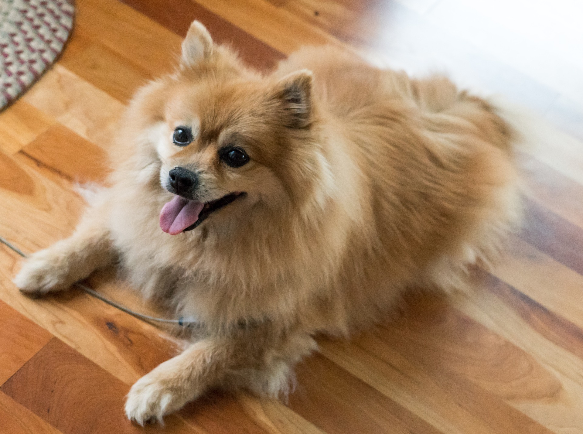 Freshly groomed dog receiving premium mobile grooming care
