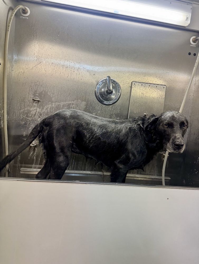 Dog receiving a professional bath and drying service