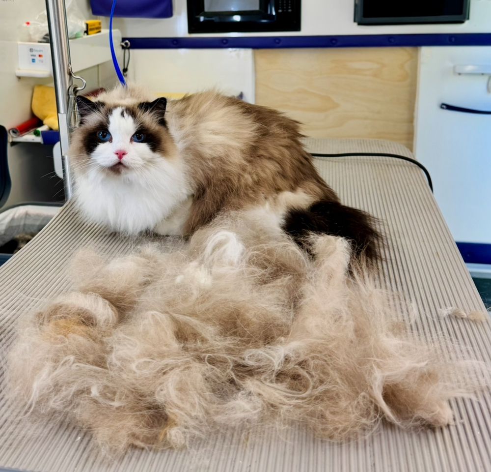 Dog and cat receiving gentle professional grooming care