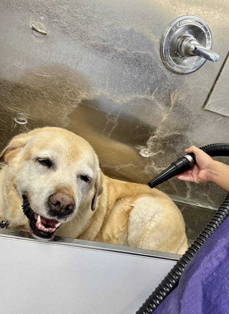 Professionally groomed dog after receiving a full body hair cut
