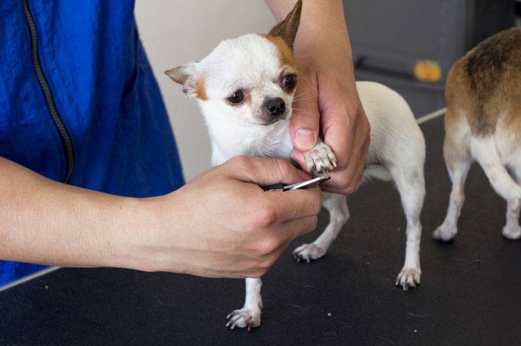 Professional groomer carefully trimming a dog's nails