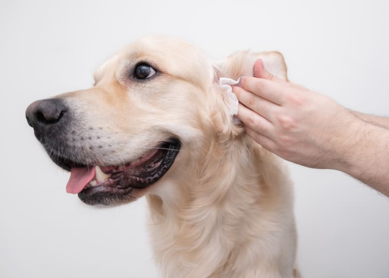 Pet groomer gently cleaning a dog's ear