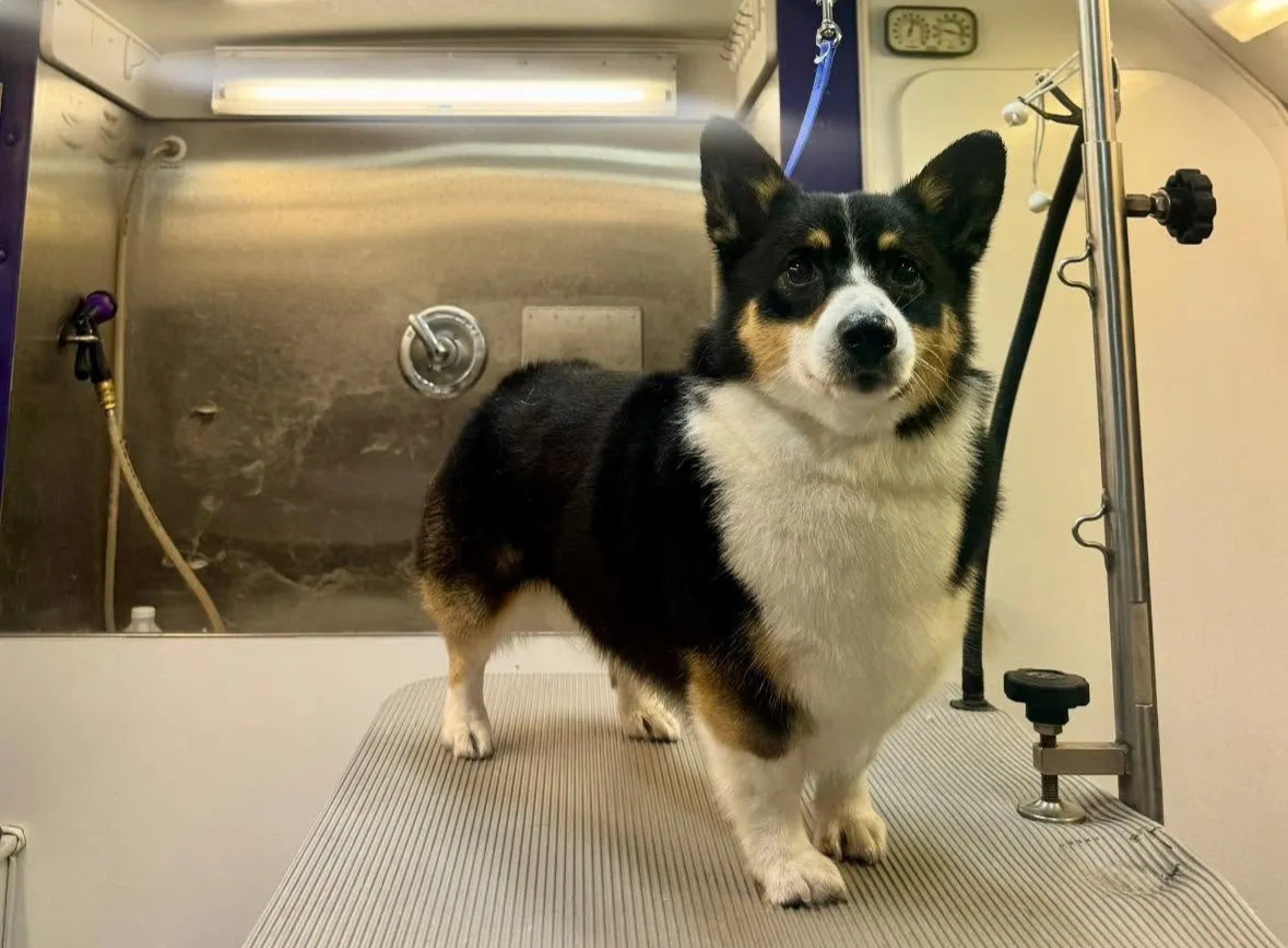 Golden State Mobile Grooming professional mobile pet grooming