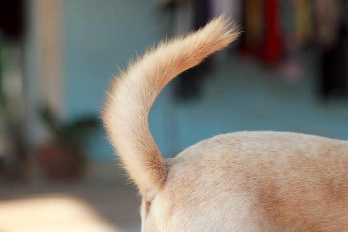 Professional pet groomer providing careful grooming care