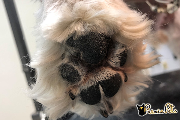 Dog paw pads professionally trimmed and cleaned