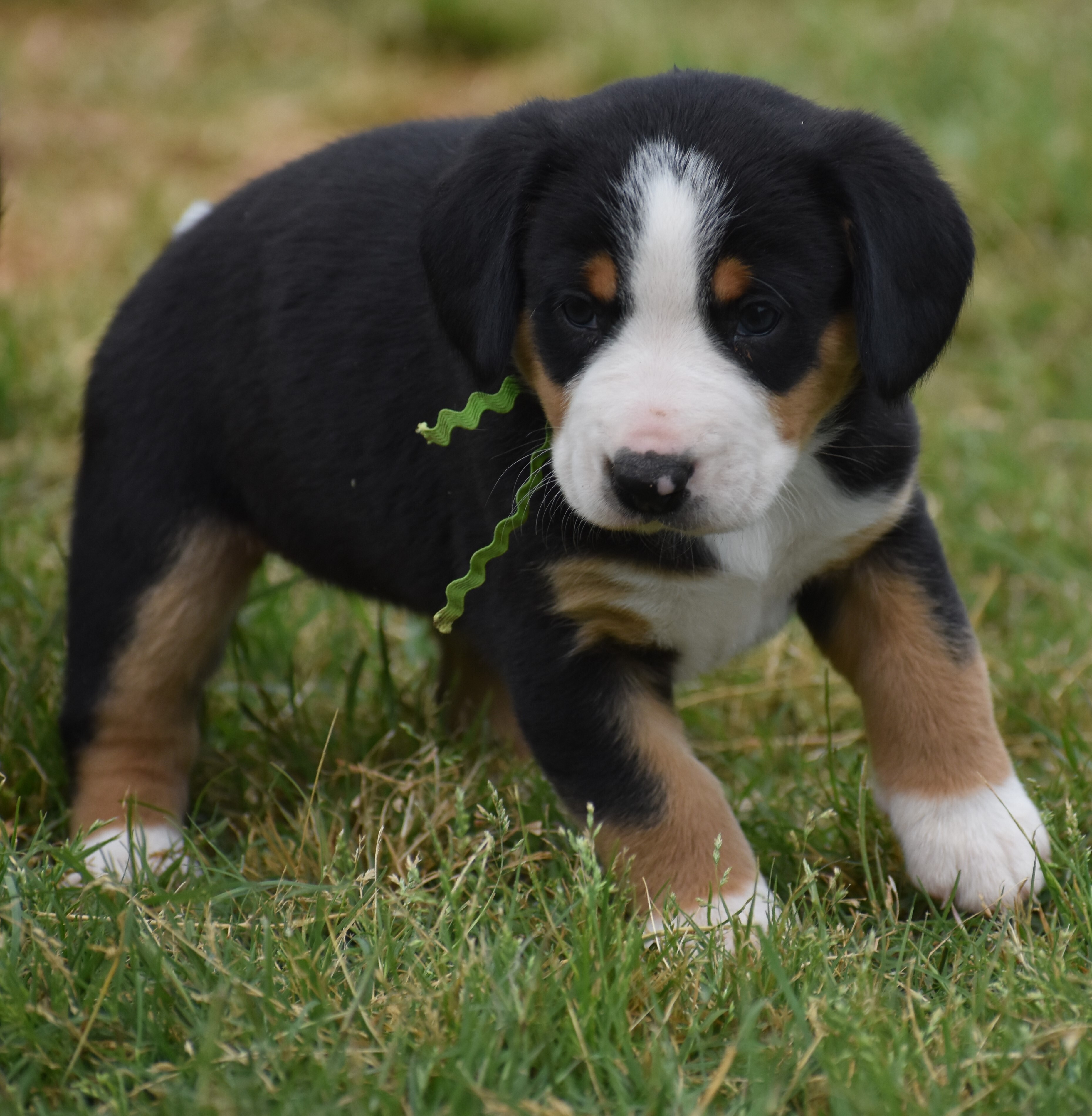 Greater Swiss Mountain & Entlebucher Puppies For Sale in Oklahoma | Liberty Run Pet Resort