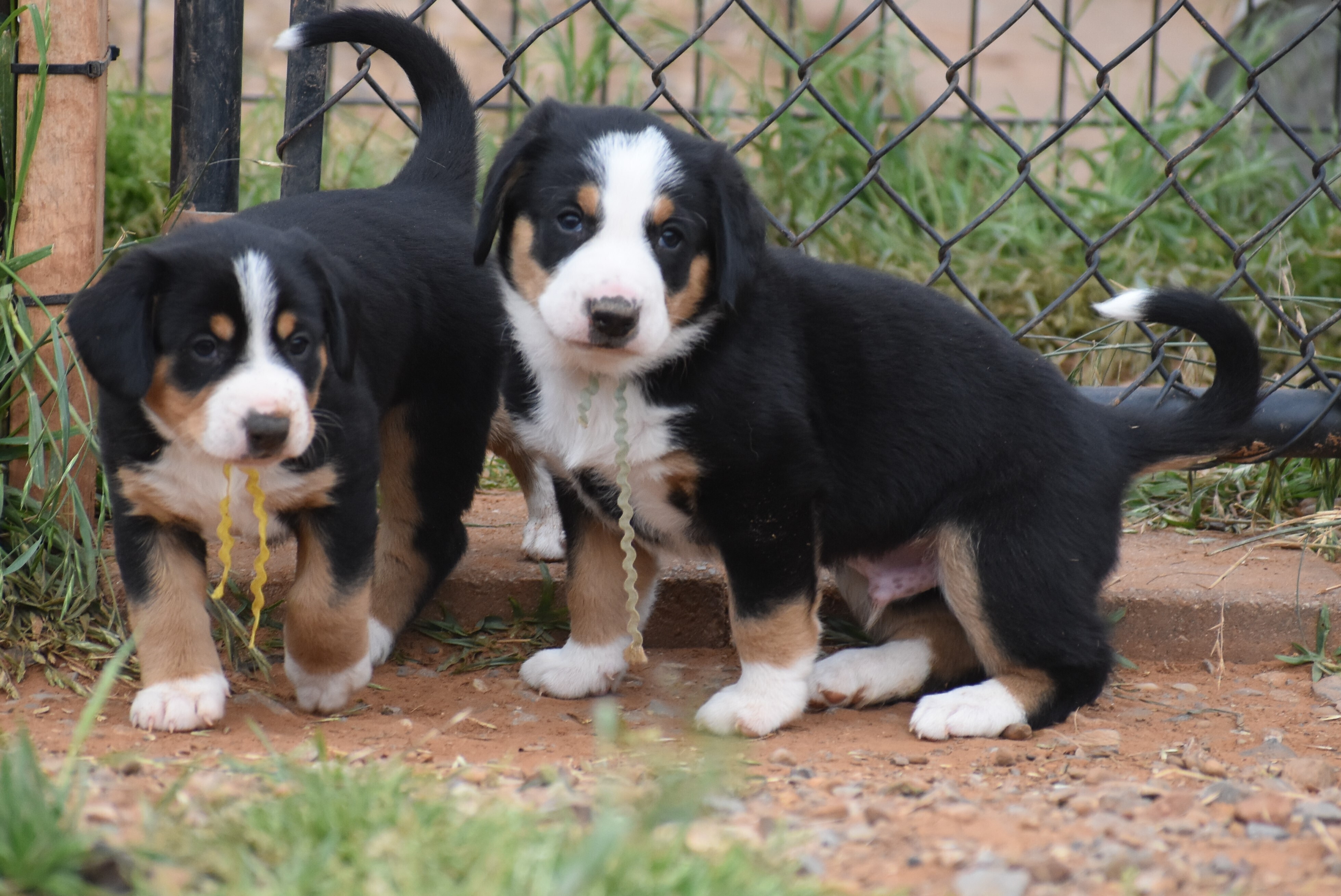 Greater Swiss Mountain & Entlebucher Puppies For Sale in Oklahoma