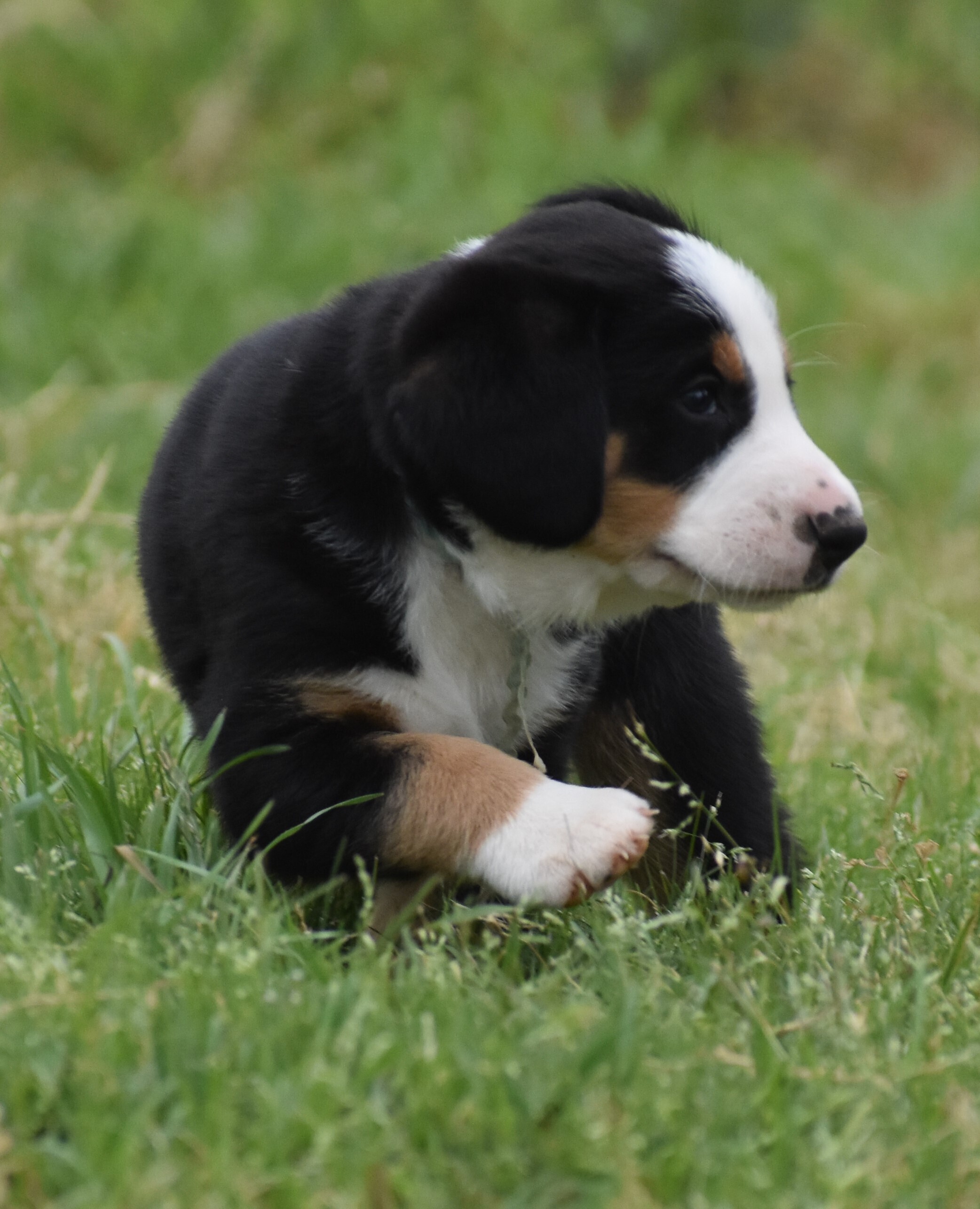 Greater Swiss Mountain & Entlebucher Puppies For Sale in Oklahoma | Liberty Run Pet Resort