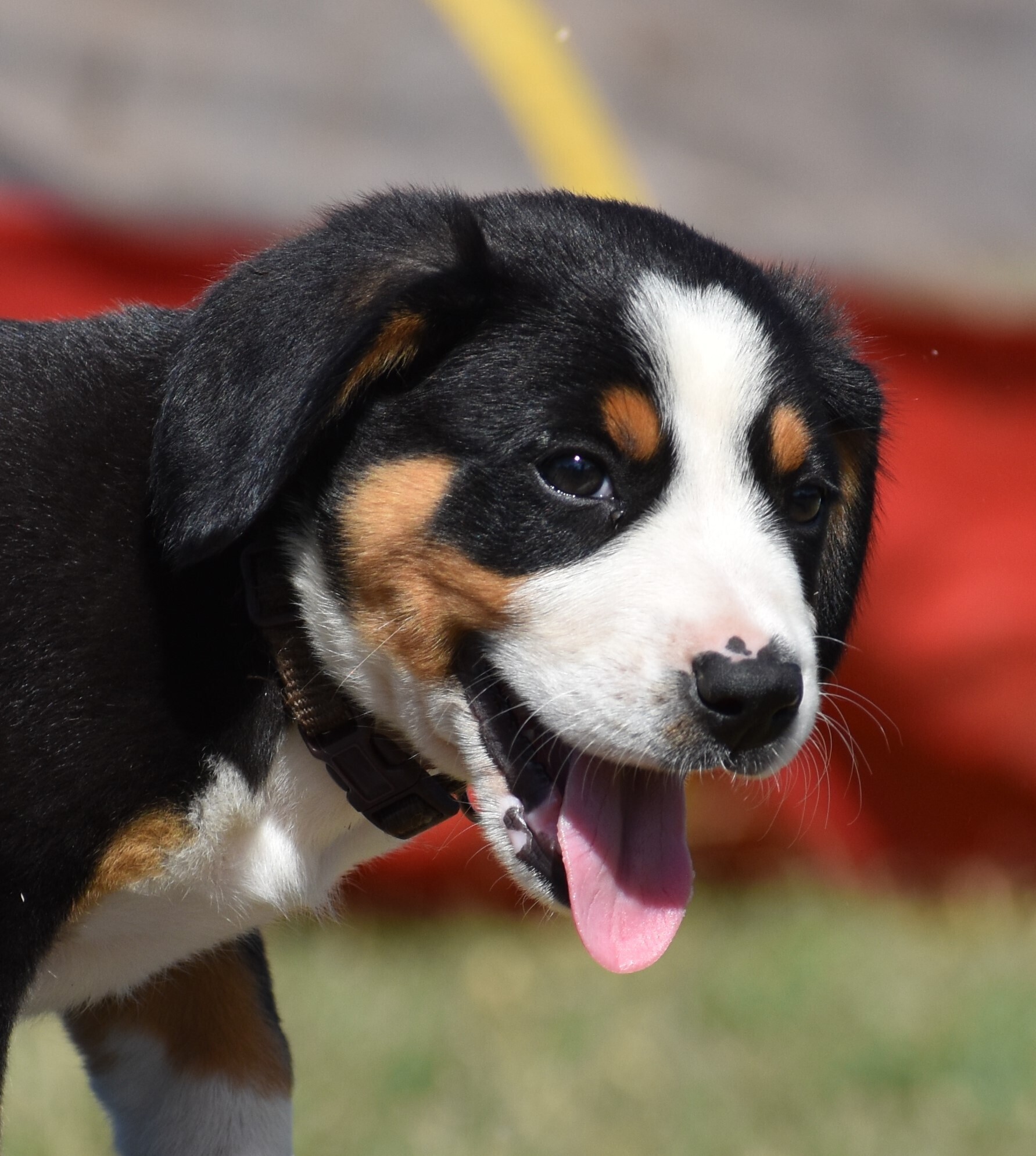 Greater Swiss Mountain & Entlebucher Puppies For Sale in Oklahoma ...