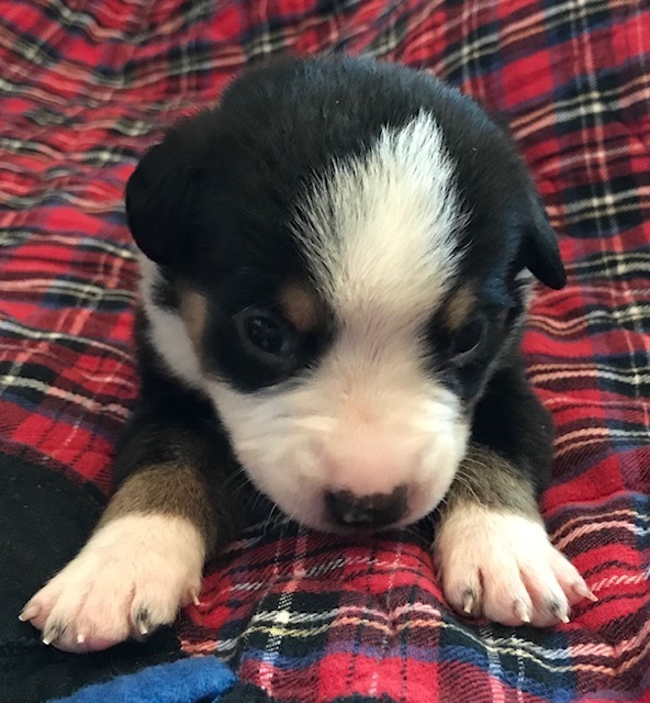 Greater Swiss Mountain & Entlebucher Puppies For Sale in Oklahoma ...