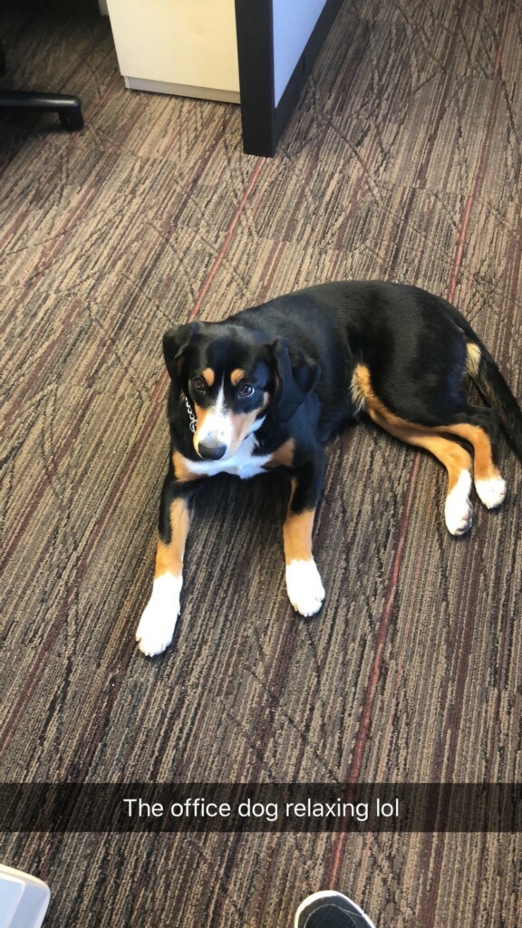 Liberty Run Kennel Dog Boarding & Kennel in Oklahoma City Dog Breeder