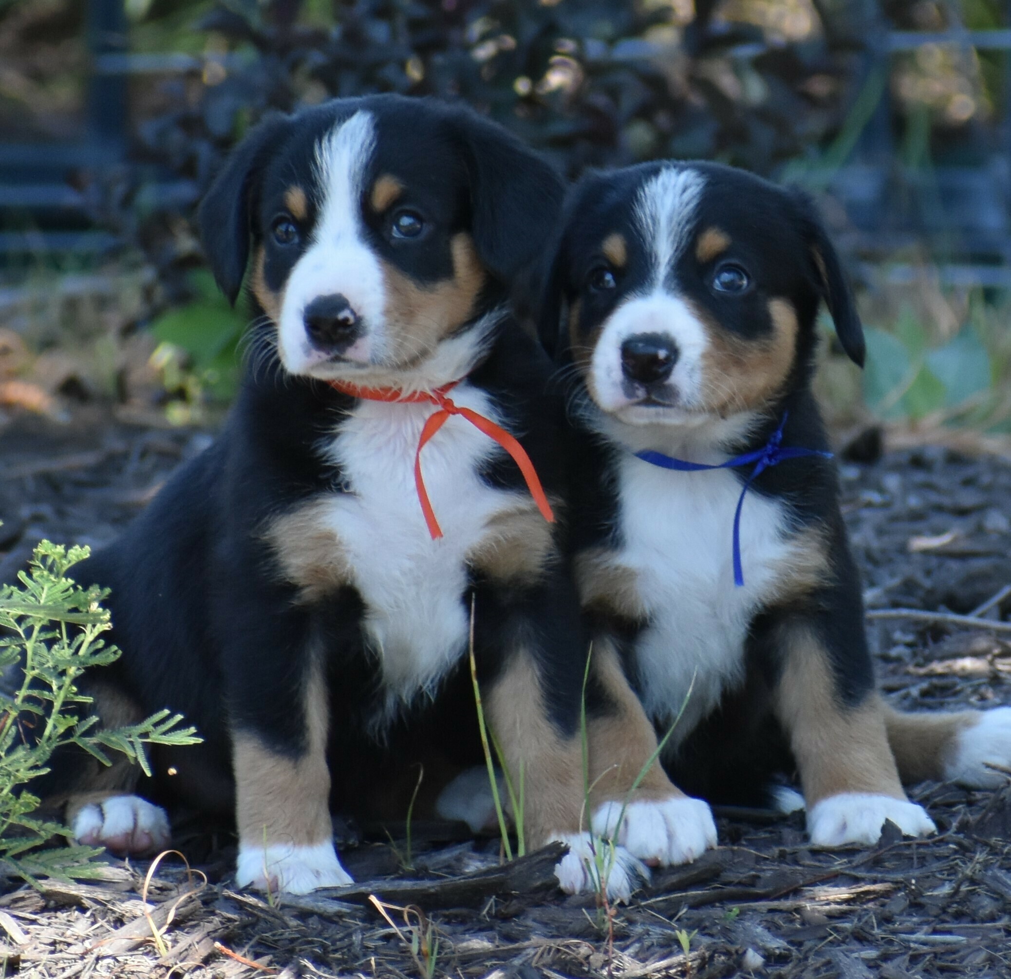 Liberty Run Kennel Dog Boarding & Kennel in Oklahoma City Dog Breeder