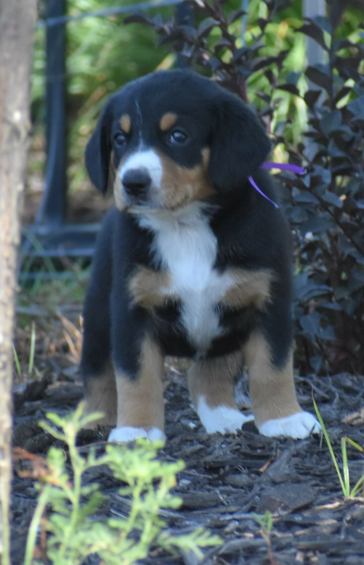 Liberty Run Kennel Dog Boarding & Kennel in Oklahoma City Dog Breeder