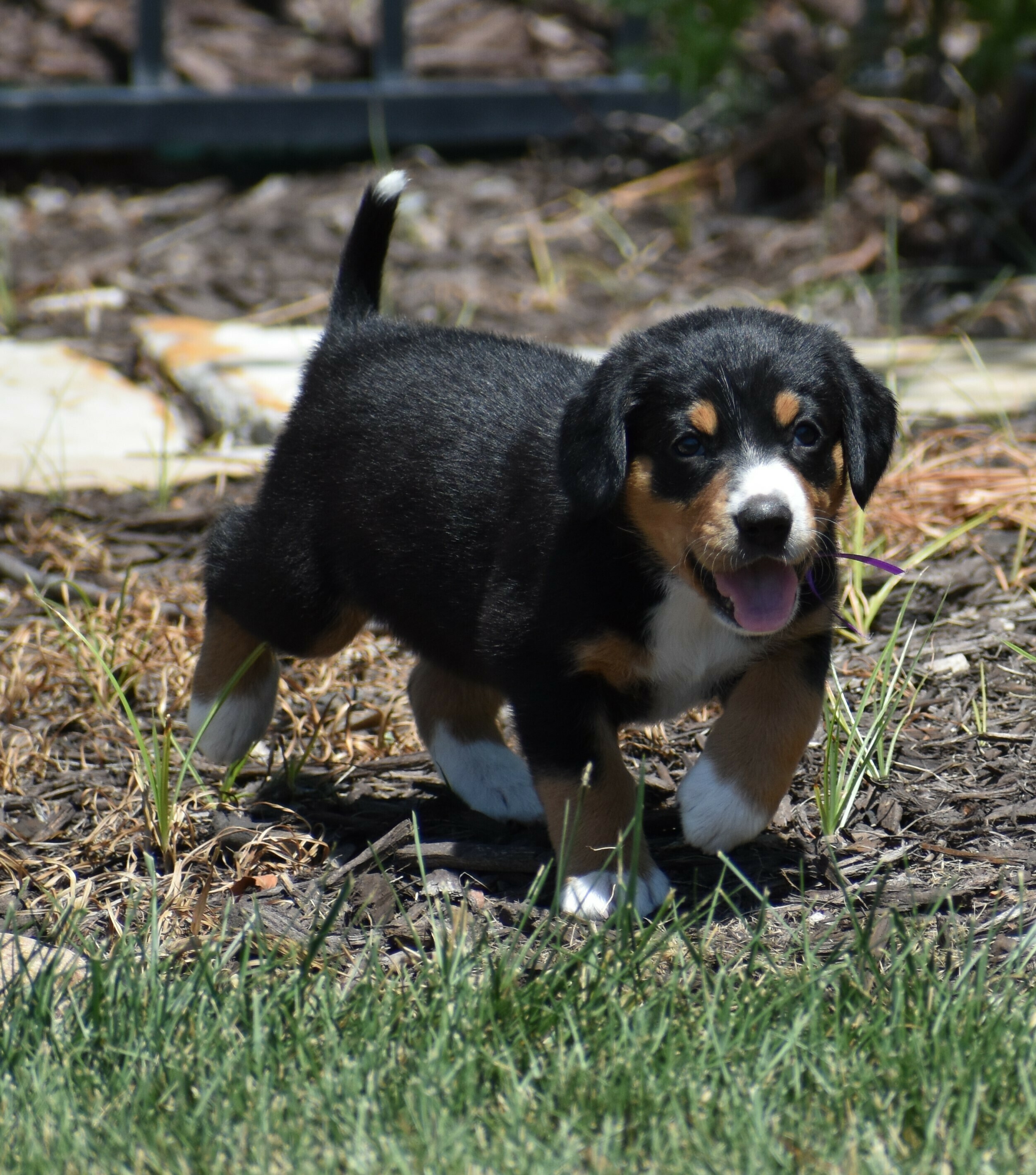 Liberty Run Kennel Dog Boarding & Kennel in Oklahoma City Dog Breeder