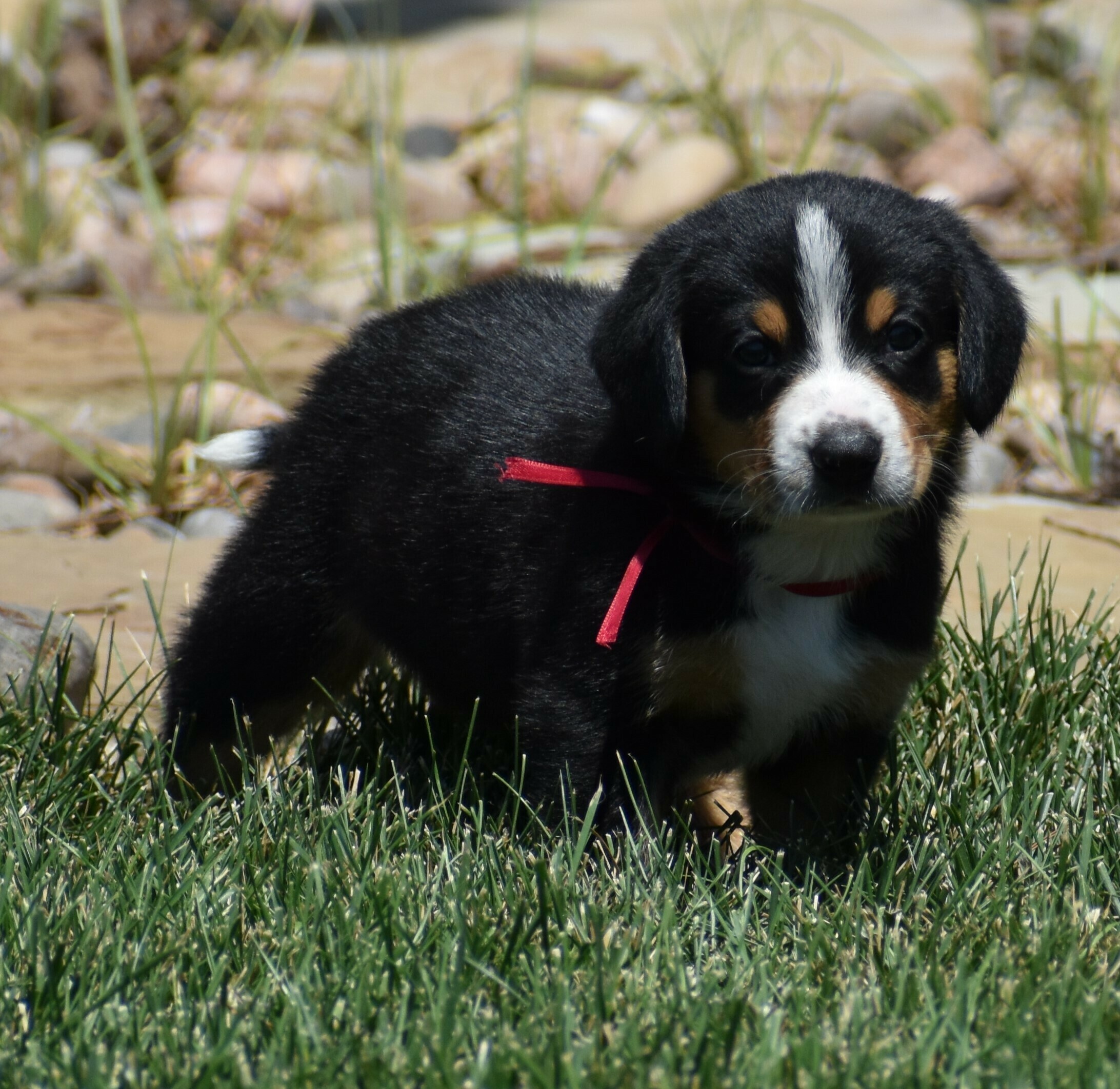 Liberty Run Kennel Dog Boarding & Kennel in Oklahoma City Dog Breeder