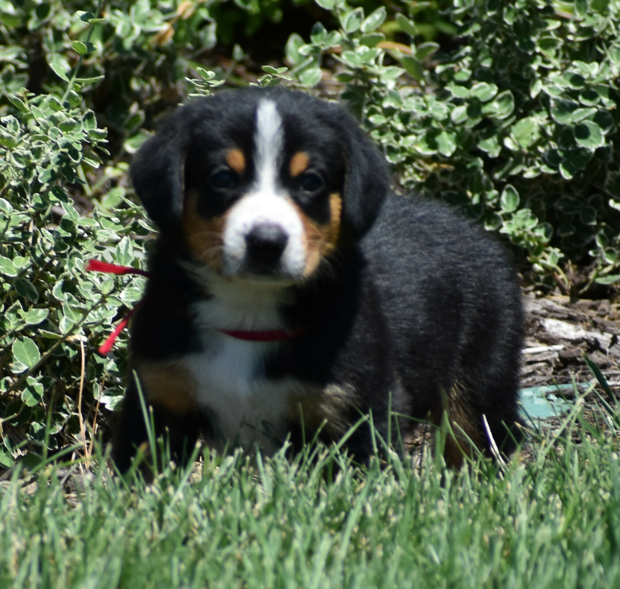 Liberty Run Kennel Dog Boarding & Kennel in Oklahoma City Dog Breeder