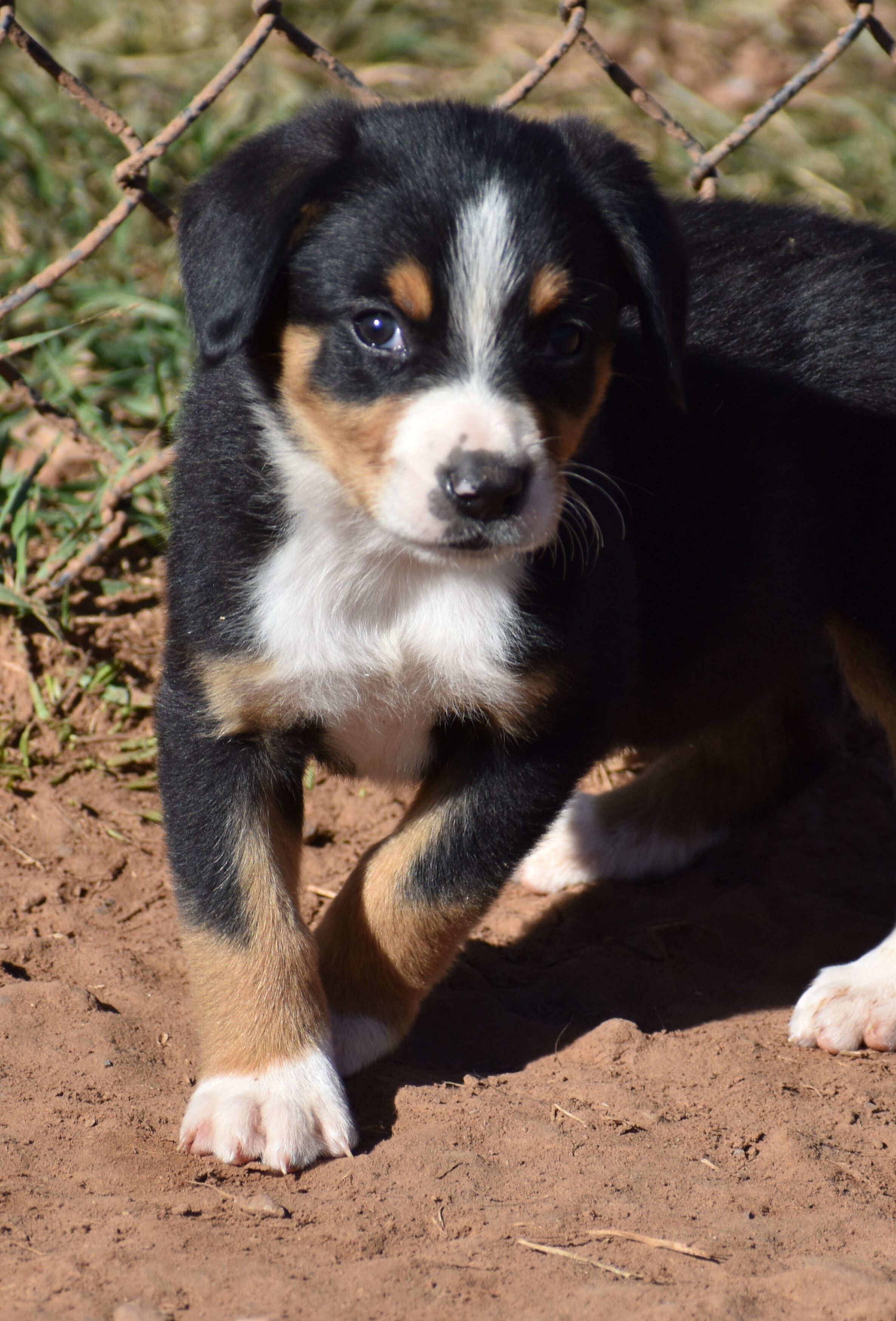 Greater Swiss Mountain & Entlebucher Puppies For Sale in Oklahoma ...