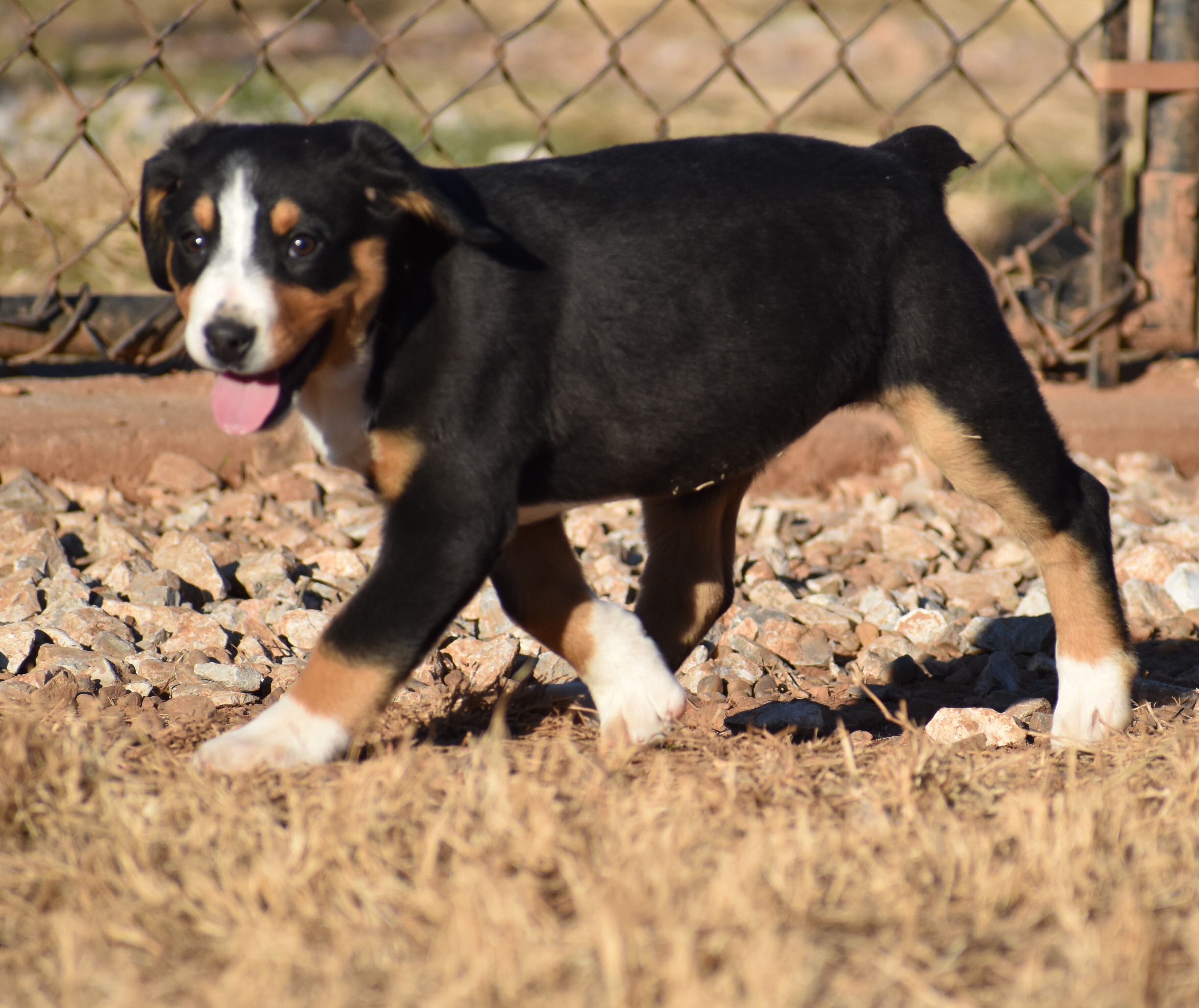 Greater Swiss Mountain & Entlebucher Puppies For Sale in Oklahoma Liberty Run Pet Resort