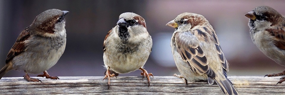 Sparrows 2759978 1280