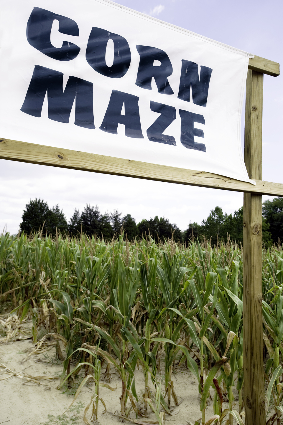 Cornmaze1 gettyimages 112257953