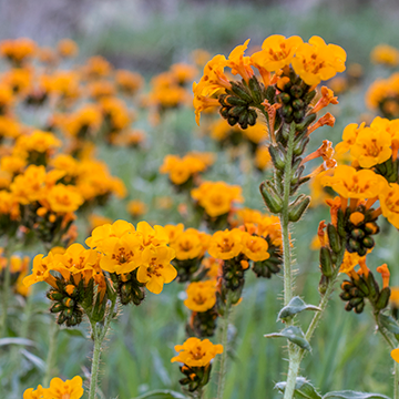 California Native Ecosystems