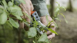 Pruning, Cleanup & Seasonal Care