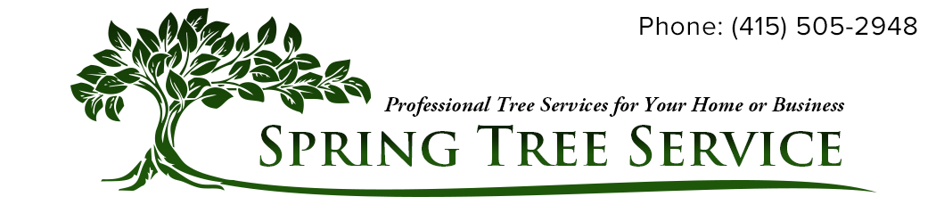 Spring Tree Service & Maintenance