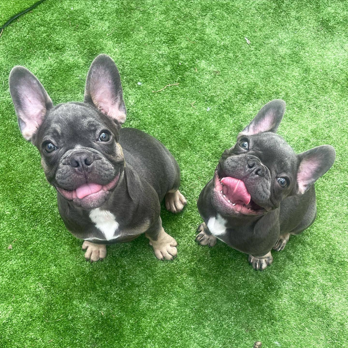 Home Page French Bulldogs French Bulldogs For Sale Jupiter Fl Fancy Del Frenchies