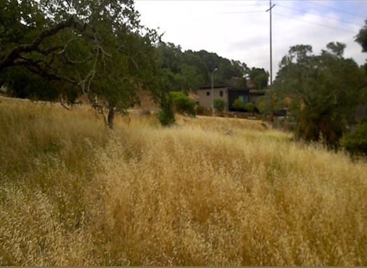 Pascale Place Napa before photo 2