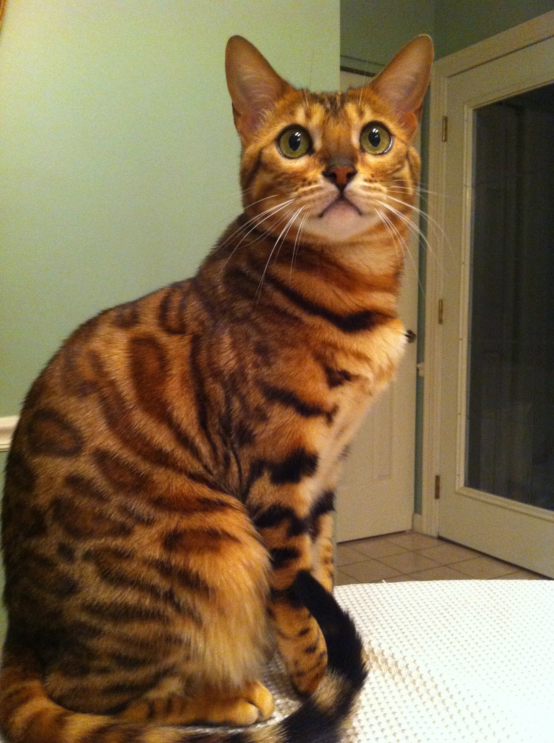 9 Things You Should Know About Bengal Kittens For Free ...