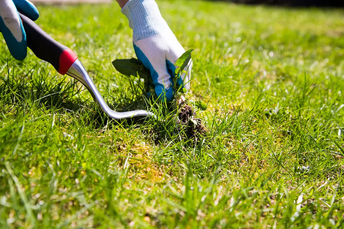 Professional weed control technician manually removing weeds from a residential lawn