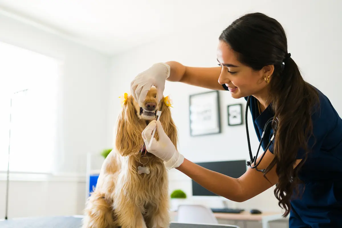 Happy female veterinarian cleaning and brushing teeth of a beautiful cocker spaniel dog at an animal clinic