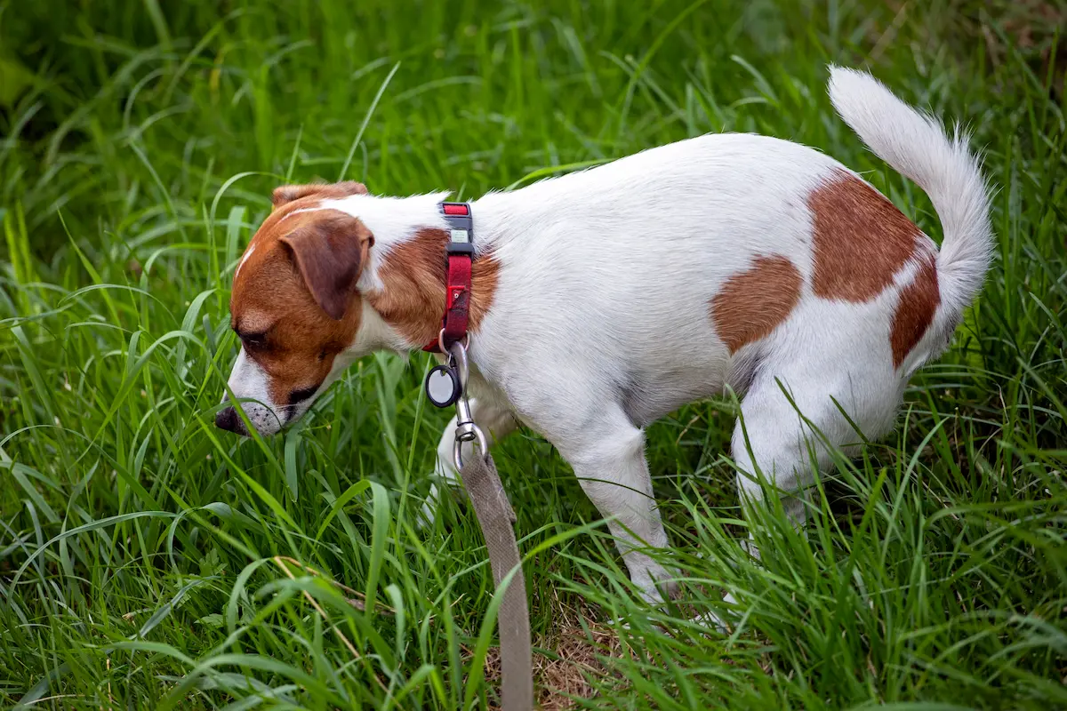 Professional pet waste removal technician cleaning a park area representing reliable and thorough pooper scooper services for dog owners