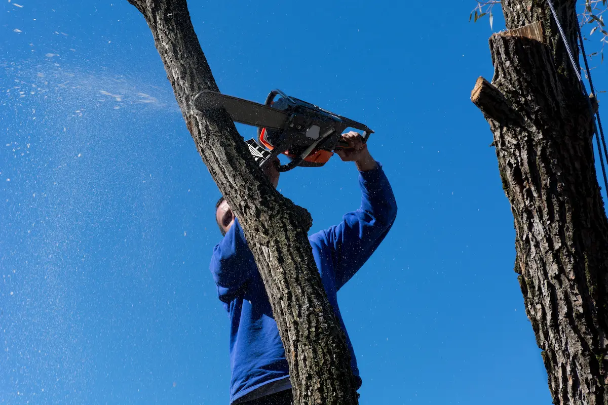 Professional tree service worker cutting a tree with a chainsaw at height on a sunny autumn day representing the skilled and safety-focused tree removal and trimming services that a qualified tree service company provides