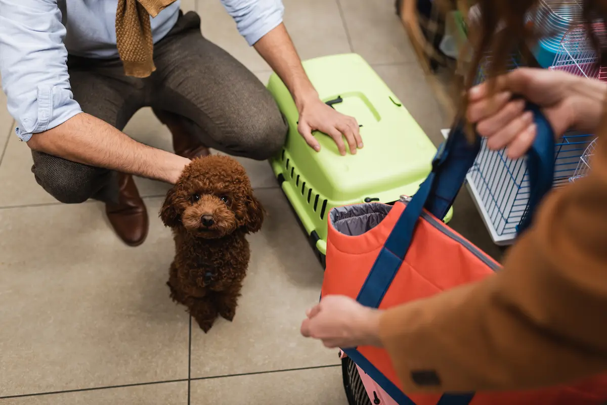 Poodle puppy sitting in a pet shop with a customer and staff member representing the warm and animal-focused shopping experience that a quality independent pet shop provides for pet owners and families