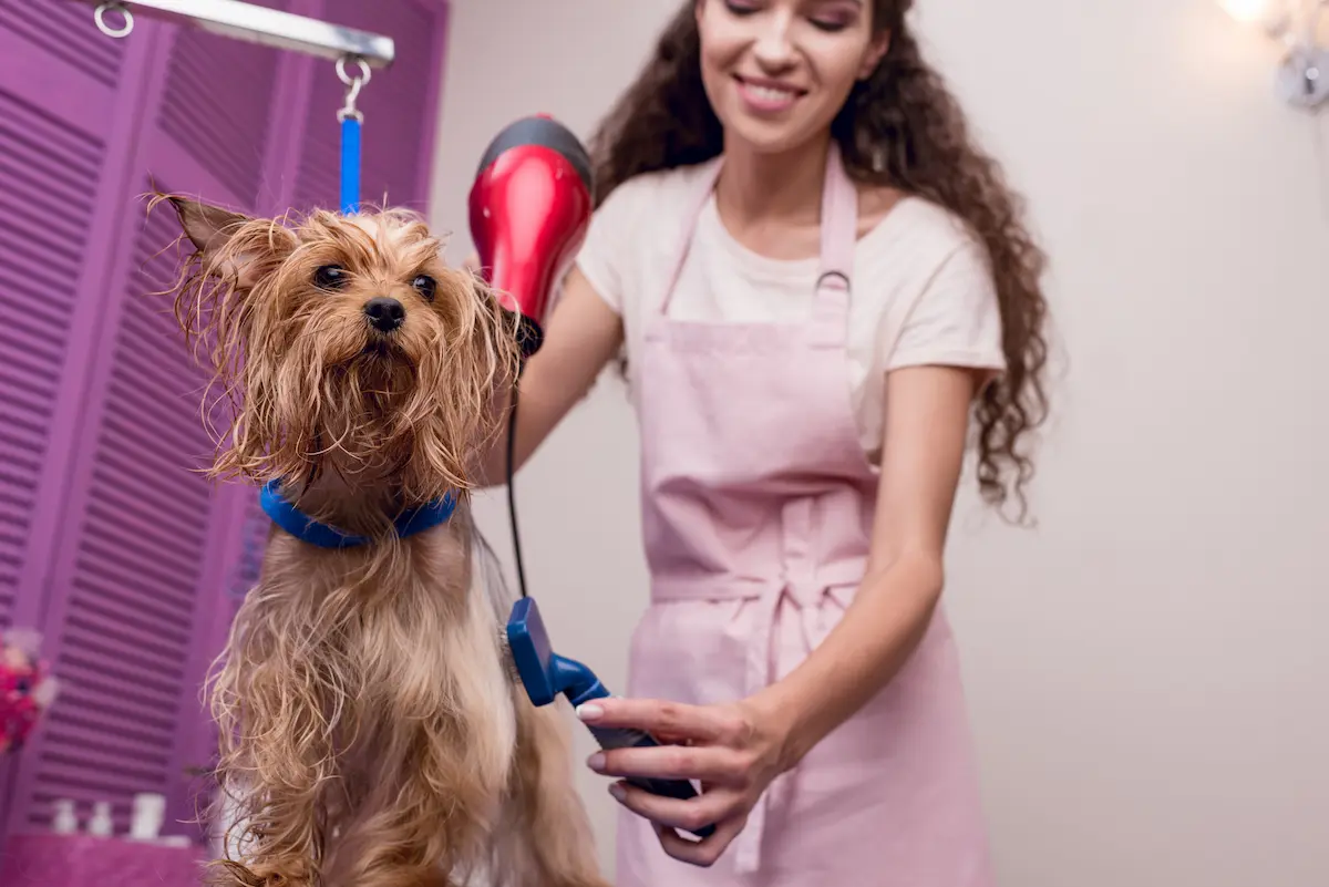 A professional pet groomer carefully blow-drying a dog representing the skilled, attentive, and gentle approach to grooming that builds long-term trust with pet owners and their pets