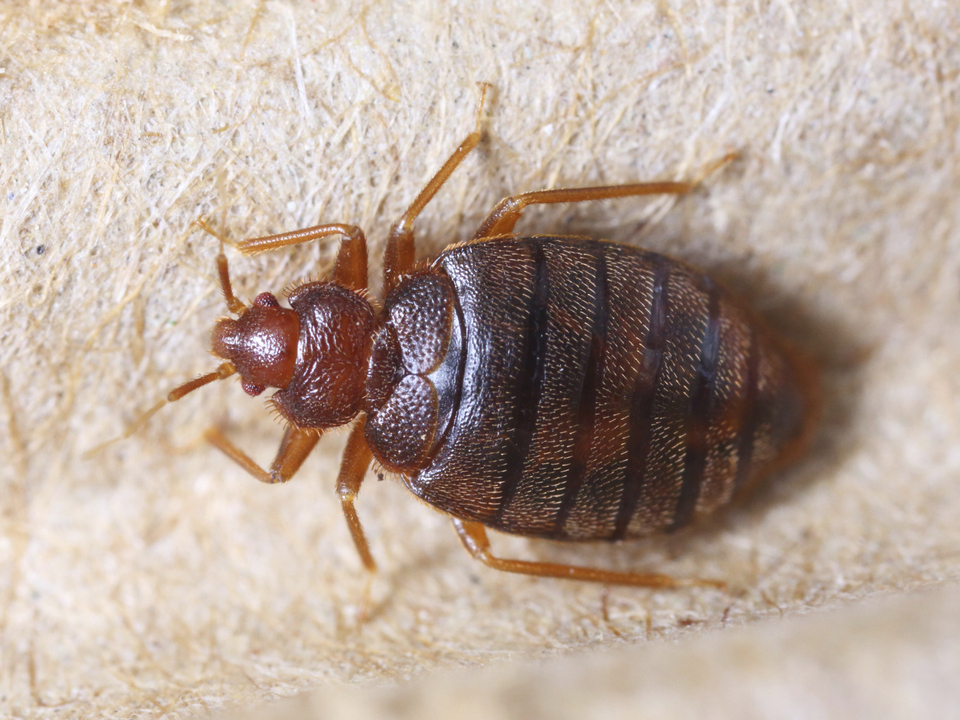 Getting The Bed Bug Exterminator New York City To Work